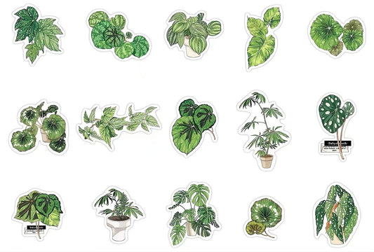 Green Plant PET Sticker